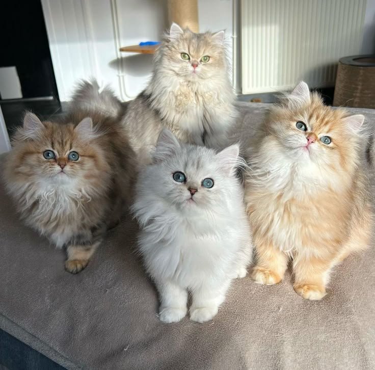 Siberian kitten receiving calm home care